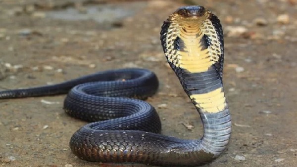 ವಿಶ್ವದ ವಿಷಪೂರಿತ ಹಾವು