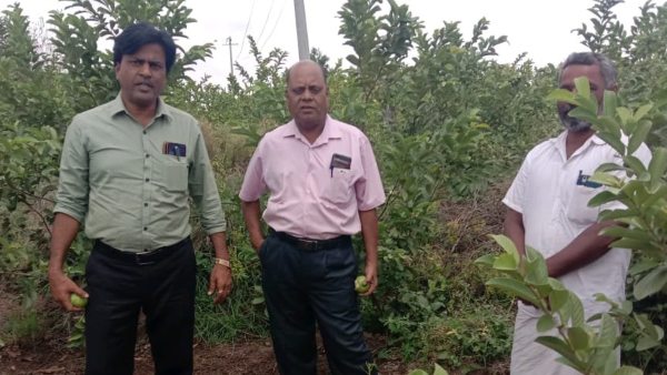 ಪೇರಲ ಬೆಳೆಯಲ್ಲಿ ಯಶಸ್ವಿ ಪೇರಲ ಬೆಳೆಯಲ್ಲಿ ಯಶಸ್ವಿ