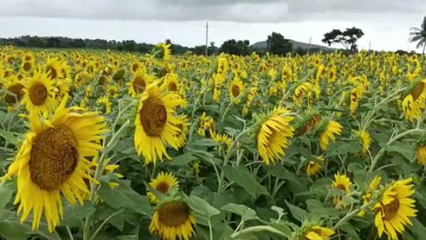 ಸೂರ್ಯಕಾಂತಿ ಚೆಲುವಿಗೆ‌ ಪ್ರವಾಸಿಗರು ಫಿದಾ