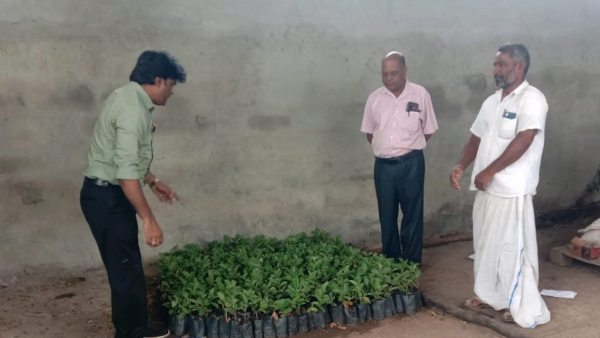 ಸಸಿಗಳನ್ನು ತರಿಸಿದ್ದಾರೆ ಸಸಿಗಳನ್ನು ತರಿಸಿದ್ದಾರೆ