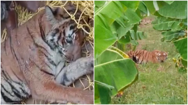 Tiger Which Attacked on Farmers Chamarajanagar Captured by Forest Officials 