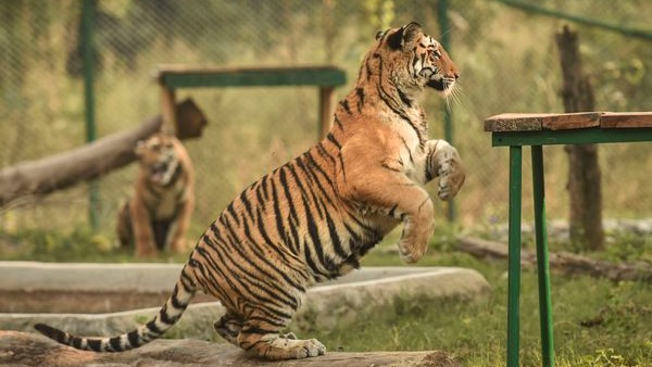 ಹುಲಿಗಳ ಸಾವುಗಳು