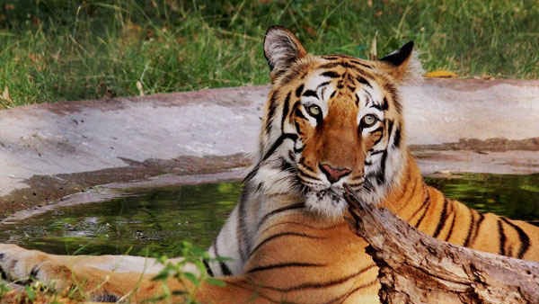  ವಿದ್ಯುದಾಘಾತದಿಂದ 222 ಆನೆ ಸಾವು