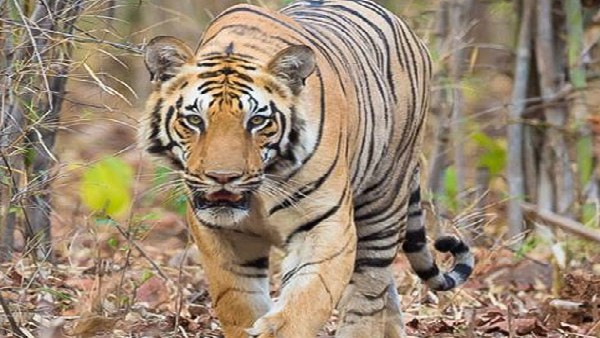  ಕರ್ನಾಟಕದಲ್ಲಿ 524 ಹುಲಿಗಳು