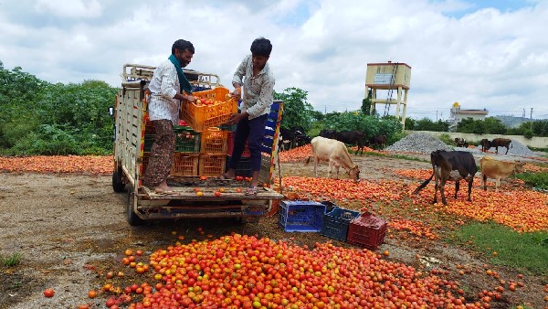  ದಿಢೀರ್‌ ಕುಸಿತ ಕಂಡ ಟೊಮೆಟೋ ಬೆಲೆ