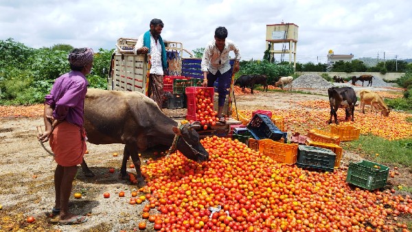  ಬೆಳೆಗಳನ್ನು ಬೆಳೆಯುವ ಬಗ್ಗೆ ಸಲಹೆ