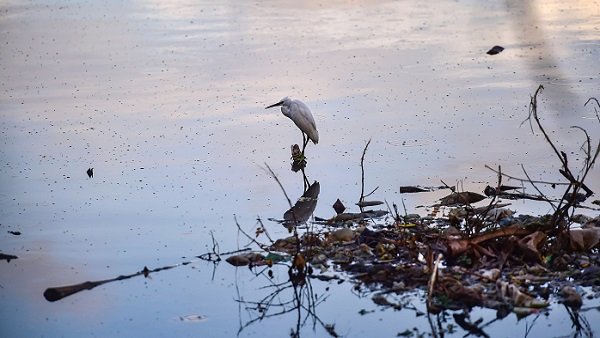 ಕೊಳಚೆ ನೀರಿನಲ್ಲಿ ಸೊಳ್ಳೆ ಸಂತಾನೋತ್ಪತ್ತಿ ಅಧಿಕ