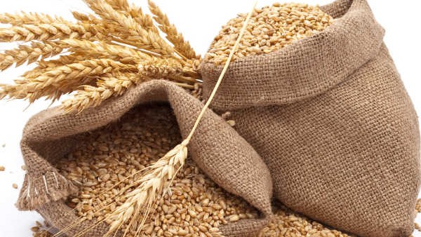 ಗೋಧಿ ಇಳುವರಿ ಕಡಿಮೆ ಆಗುವ ಸಾಧ್ಯತೆ