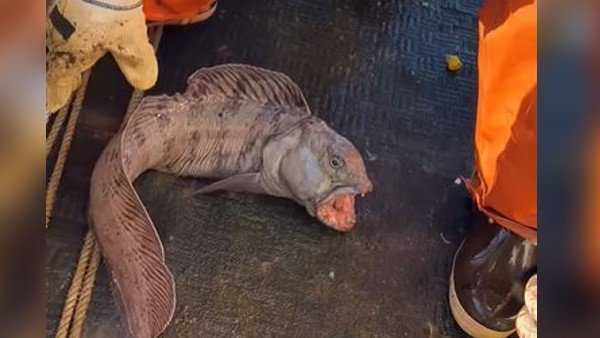 ಸತ್ತ ಏಡಿಯನ್ನು ಕಚ್ಚುವ ದೃಶ್ಯ 