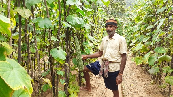  ಭಾರೀ ಮಳೆಗೆ ಕೊಳೆಯುತ್ತಿರುವ ತರಕಾರಿಗಳು