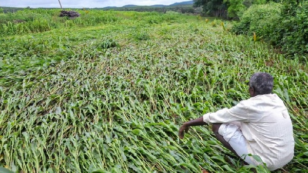 ತರಕಾರಿಗಳ ಇಳುವರಿಗೆ ಪರಿಣಾಮ