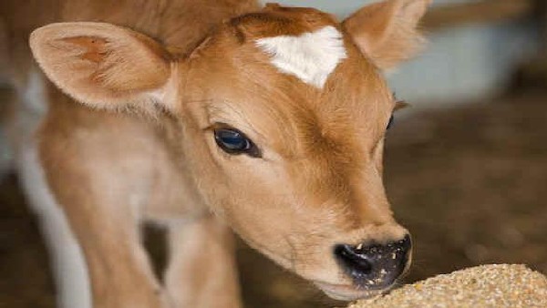  ಕನಸಿನಲ್ಲಿ ಹಸುವಿನ ಜೊತೆಗೆ ಹಸುವಿನ ಕರು