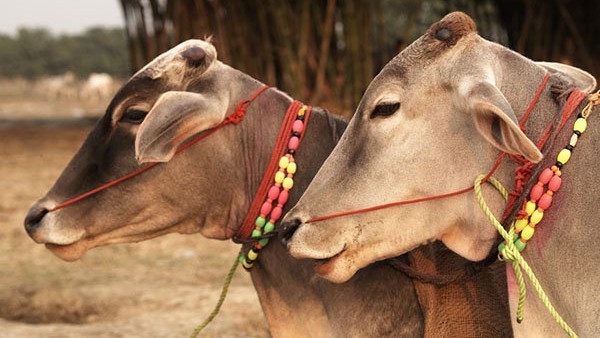  ಕನಸಿನಲ್ಲಿ ಹಸುವಿನ ನೋಟವು ಶುಭ ಸಂಕೇತ