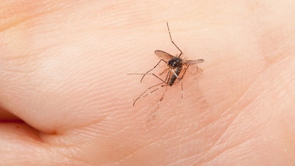  ಬೆಳ್ಳುಳ್ಳಿ, ಪುದೀನಾದಿಂದ ಸೊಳ್ಳೆಗಳನ್ನು ಓಡಿಸಬಹುದು