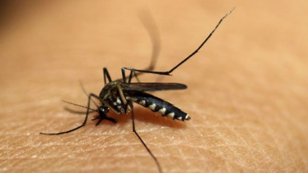  ಕರ್ಪೂರ ಹಾಗೂ ಬೇವಿನ ಎಣ್ಣೆಯಿಂದಲೂ ಸಾಧ್ಯ