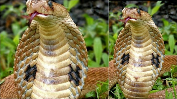 ಲೈಕೋಡಾನ್ ಒಲಿಕಸ್