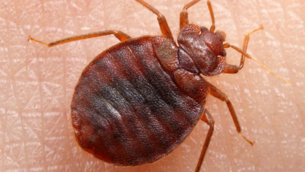 Bengaluru: 6 Year Old Girl Dies Due to Pesticide Smell at Vasanth Nagar 