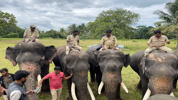  Elephant Capture Operation in Ramanagara Form August 13th 