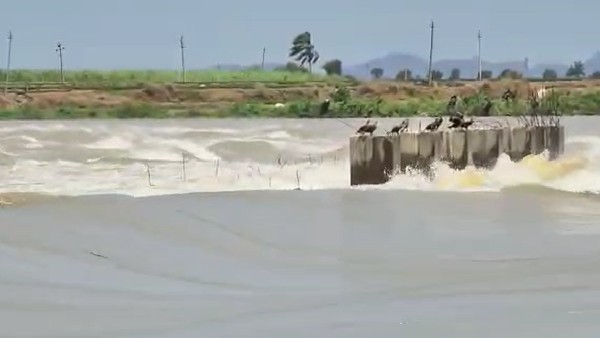 Huge Ammount Of Crop Loss At Haveri Due To Heavy Rain