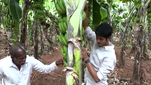  ಓಂಕಾರ ಬಾಳೆ ಬೆಳೆದಿದ್ದು ಎಷ್ಟು ಎಕರೆಯಲ್ಲಿ?