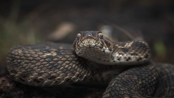 ಎರಿಕ್ಸ್ ಜೊಹ್ನಿ ವಿಷರಹಿತ ಹಾವಿನ ಜಾತಿ