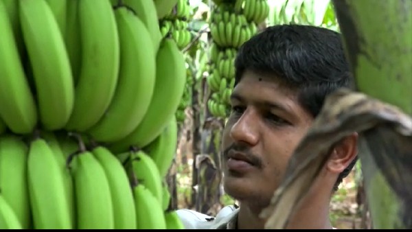  ಕೆ.ಜಿ. ಬಾಳೆಕಾಯಿ ಬೆಲೆ ಎಷ್ಟು?