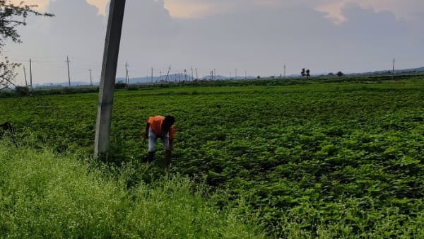  ಒಟ್ಟು ಎಷ್ಟು ಹೆಕ್ಟೇರ್‌ಗೆ ಬಿತ್ತನೆ?