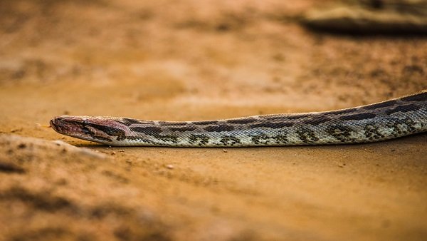 ಸ್ಯಾಂಡ್ ಬೋವಾ ಹಾವಿನ ಜಾತಿ