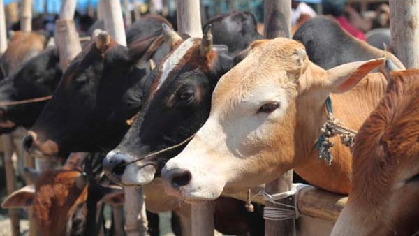  ಹಿಂದೂ ಧರ್ಮದಲ್ಲಿ ಹಸುವನ್ನು ತಾಯಿ ಎನ್ನುತ್ತಾರೆ