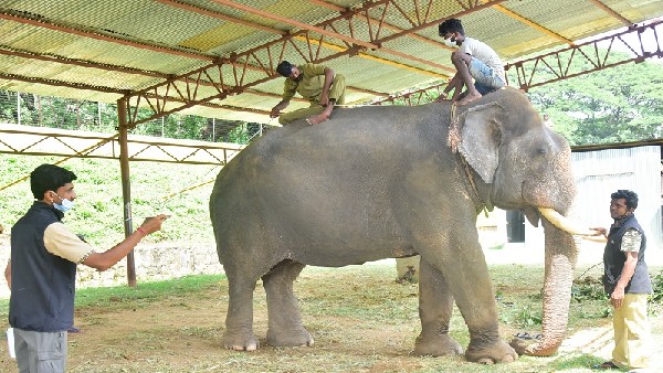  ಪುಂಡಾನೆಗಳನ್ನು ಸೆರೆ ಹಿಡಿಯಲು ಬಳಕೆ