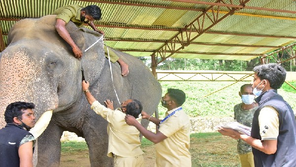  ಎರಡು ಆನೆಗಳಿನ್ನು ಹಿಮ್ಮೆಟ್ಟಿಸಿದ್ದ ದೈರ್ಯಶಾಲಿ