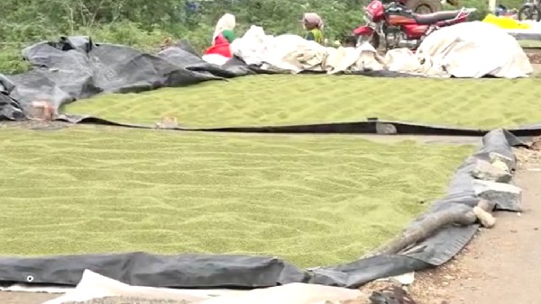 No procurement support, Prices sink below MSP Gadag Farmers destroy Crops