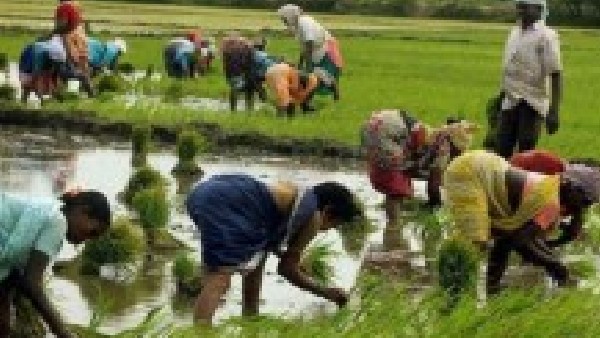 Kerala village formed Green Army for agricultural promotion