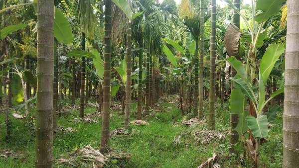 Heavy Rain Horticulture Department Tips For Arecanut Farming