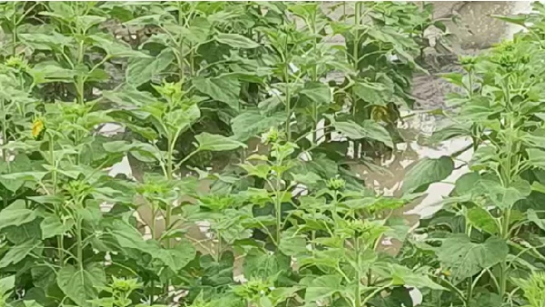 Heavy Rain Continues In Bagalkot District People In Trouble