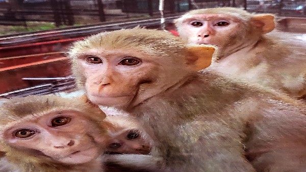 ಟೋಲ್ ಫ್ರೀ ಸಂಖ್ಯೆ ಪರಿಚಯಿಸಿದ ಬಿಬಿಎಂಪಿ ಟೋಲ್ ಫ್ರೀ ಸಂಖ್ಯೆ ಪರಿಚಯಿಸಿದ ಬಿಬಿಎಂಪಿ