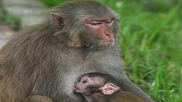 ಕಾಡುಪ್ರಾಣಿಗಳಿಗೆ ಪುನರ್ ವಸತಿ ಕಲ್ಪಿಸುವುದಕ್ಕೆ ಮನವಿ ಕಾಡುಪ್ರಾಣಿಗಳಿಗೆ ಪುನರ್ ವಸತಿ ಕಲ್ಪಿಸುವುದಕ್ಕೆ ಮನವಿ