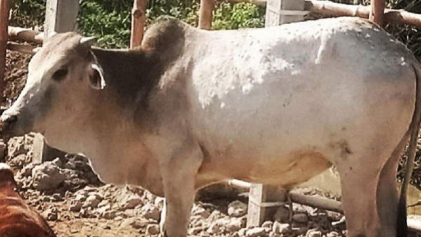 ರೈತರ ಸಹಾಯಕ್ಕೆ ಟೋಲ್‌ ಫ್ರೀ ಸಂಖ್ಯೆ ಸ್ಥಾಪನೆ