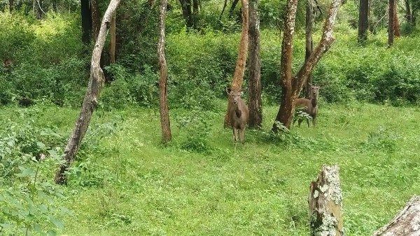  ಸಮೃದ್ಧವಾಗಿ ಬೆಳೆದ ಮೇವು