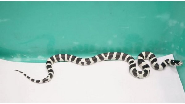 Monkey, pythons, tortoises recovered from Bangkok passenger by chennai Customs