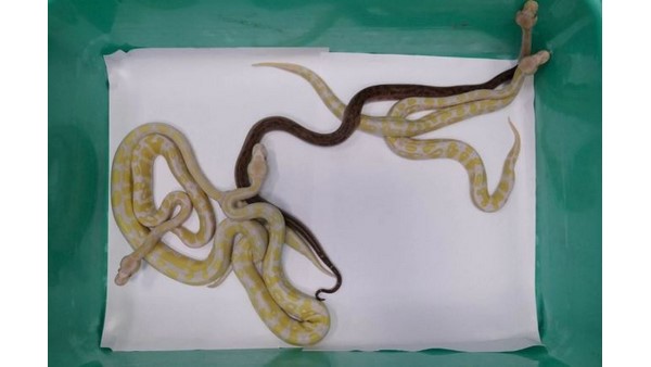 Monkey, pythons, tortoises recovered from Bangkok passenger by chennai Customs