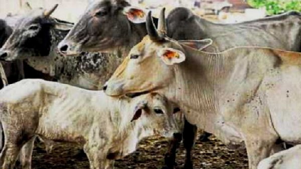 Lumpy Skin Disease: Punjab Govt to start vaccination for animals