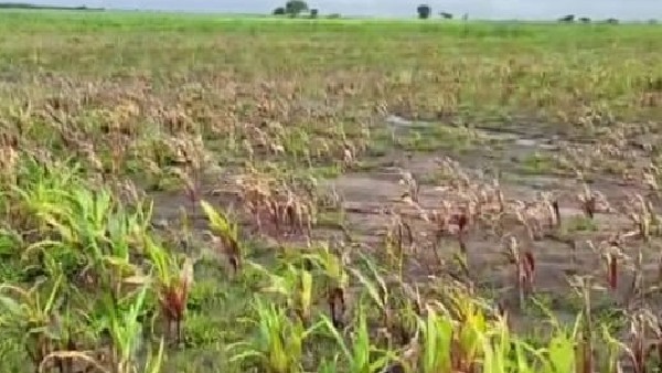 ಮೆಕ್ಕೆಜೋಳ, ಹತ್ತಿ, ಹೆಸರು ಬೇಳೆ ಹಾನಿ 