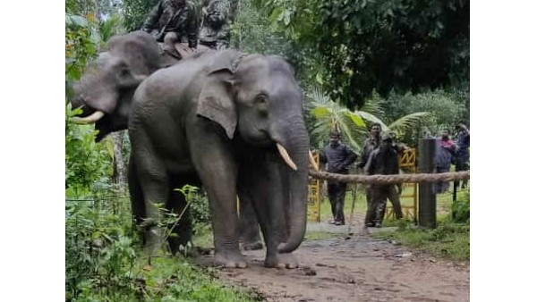  ಕೊನೆಗೂ ಸೆರೆಯಾದ ಹಾವೇರಿ ಟಸ್ಕರ್ 