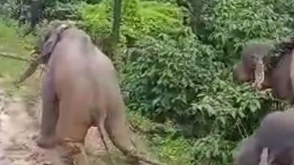  ಅರಣ್ಯಾಧಿಕಾರಿಗಳ ಸತತ ಪ್ರಯತ್ನದಿಂದ ಕಾಡಾನೆ ಸೆರೆ 