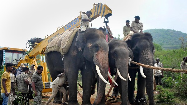 ಭಯದಿಂದ ಸೂಚನೆ ಪಾಲಿಸುವ ಆನೆಗಳು 