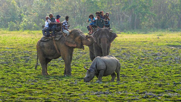 4%ರಷ್ಟು ಮಾತ್ರ ಆನೆಗಳ ಉತ್ತಮ ಕಲ್ಯಾಣ 