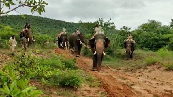  ದಂತಗಳನ್ನು ಹೊಂದಿರುವ ಪುಂಡಾನೆ ಸೆರೆಗೆ ಒತ್ತಾಯ