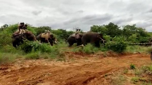 ಎಲ್ಲಾ ಆನೆಗಳ ಸ್ಥಳಾಂತರಕ್ಕೆ ಒತ್ತಾಯ