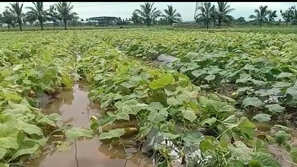 Heavy rains in Gadag, farmers panic; Destruction of horticultural crops